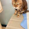 Anhängliche Bengalkatze Mimi