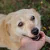 Die kleine Seniorin Roxy sucht ihr Zuhause