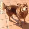 Armani sucht dringend ein neues Zuhause