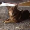 Armani sucht dringend ein neues Zuhause