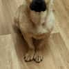Nacho, ein süßer Rüde sucht eine Familie