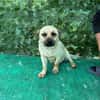 Nacho, ein süßer Rüde sucht eine Familie