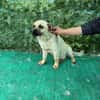 Nacho, ein süßer Rüde sucht eine Familie