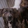 MERLIN  Ein treuer Herzenshund wartet schon viel zu lange