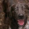 MERLIN  Ein treuer Herzenshund wartet schon viel zu lange