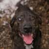 MERLIN  Ein treuer Herzenshund wartet schon viel zu lange