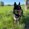 Bruce - souveräne Kuschler gesucht