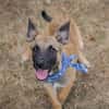 Cashew - Malinois-Mix-Jungs suchen ihre Menschen