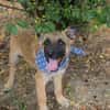 Cashew - Malinois-Mix-Jungs suchen ihre Menschen