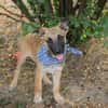 Cashew - Malinois-Mix-Jungs suchen ihre Menschen