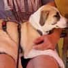 PENNI ° freundliche, anhängliche und sanfte junge Hundedame