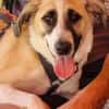 PENNI ° freundliche, anhängliche und sanfte junge Hundedame