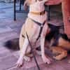 PENNI ° freundliche, anhängliche und sanfte junge Hundedame