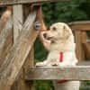 Menschenfreund Shorty will seine eigene Familie