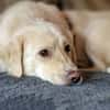 Menschenfreund Shorty will seine eigene Familie
