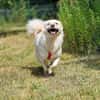 Menschenfreund Shorty will seine eigene Familie