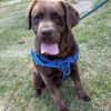 Buddy sucht ein Zuhause