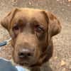 Buddy sucht ein Zuhause