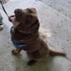 Buddy sucht ein Zuhause