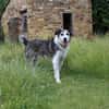 Menschenfreundlicher Rüde STEVIE sucht sein Zuhause!