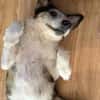 Menschenfreundlicher Rüde STEVIE sucht sein Zuhause!