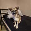 Kleine Kira (5 kg) sucht eine liebevolle Familie