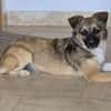 Kleine Kira (5 kg) sucht eine liebevolle Familie