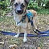 Kleine Kira (5 kg) sucht eine liebevolle Familie