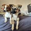 Kleine Kira (5 kg) sucht eine liebevolle Familie
