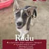 Radu
