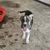 Radu