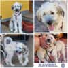XAVERL ° fröhliches und verschmustes Hundekind