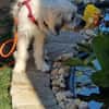 XAVERL ° fröhliches und verschmustes Hundekind