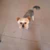 Szofi, süße Yorkshire Terrier Hündin geb. 07/2019