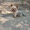 Szofi, süße Yorkshire Terrier Hündin geb. 07/2019
