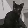 BERLIOZ