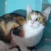 QUATRE CHA