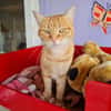 TOPAZE (EN COURS D'ADOPTION)