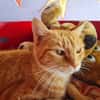 TOPAZE (EN COURS D'ADOPTION)