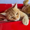 TOPAZE (EN COURS D'ADOPTION)