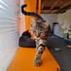 INDIGO (en cours d'adoption)