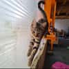 INDIGO (en cours d'adoption)