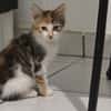 BUFFY TRICO