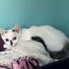COTON
