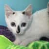 COTON