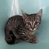 BASILETTE