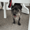 sanka (adoption duo avec Soaf)