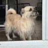 soaf (adoption duo avec Sanka)