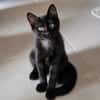 REGLISSE