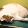 SPEEDY A17531